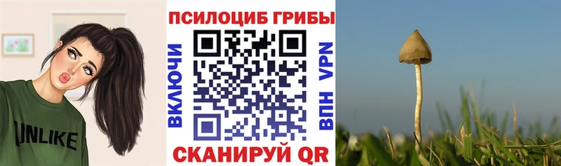 Галлюциногенные грибы Psilocybe  Ялуторовск 
